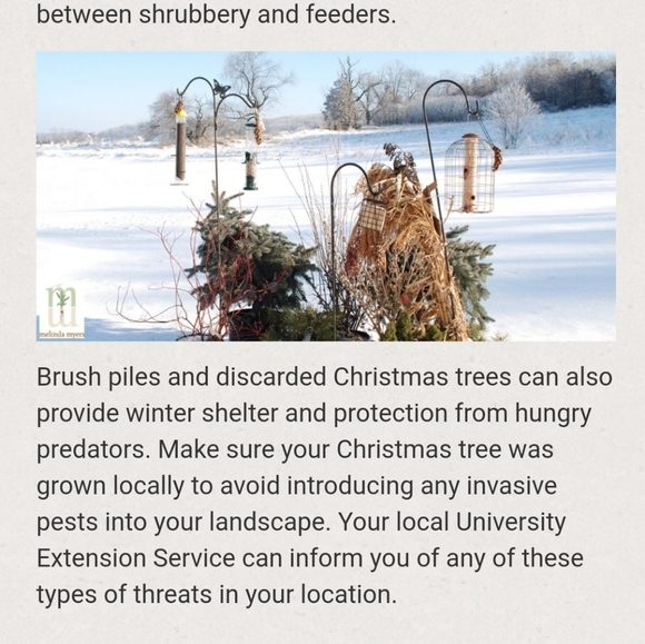 Save the Sparrows! - Picture 5 of 11